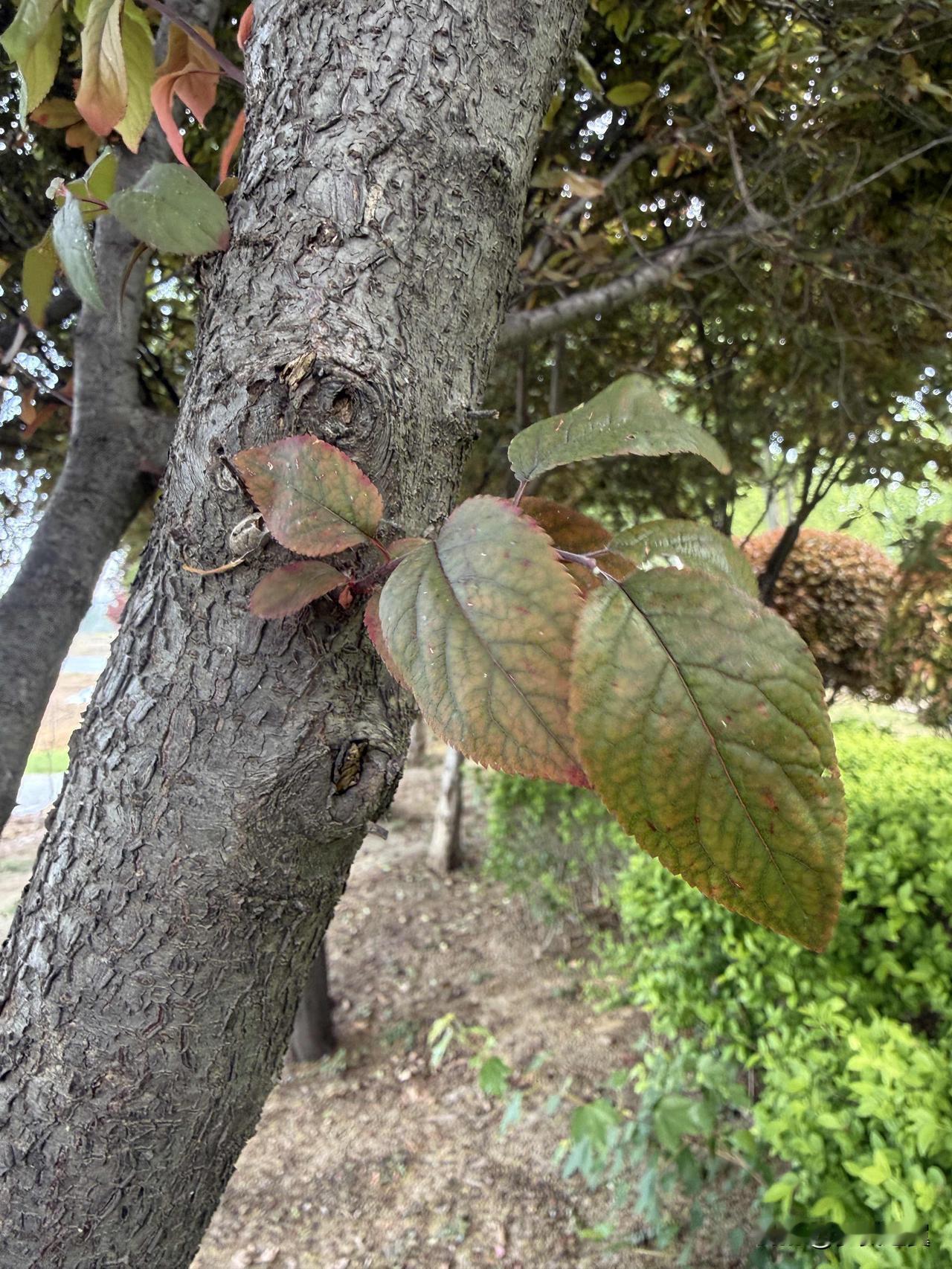 【小对联】
上：……？
下：硝烟。