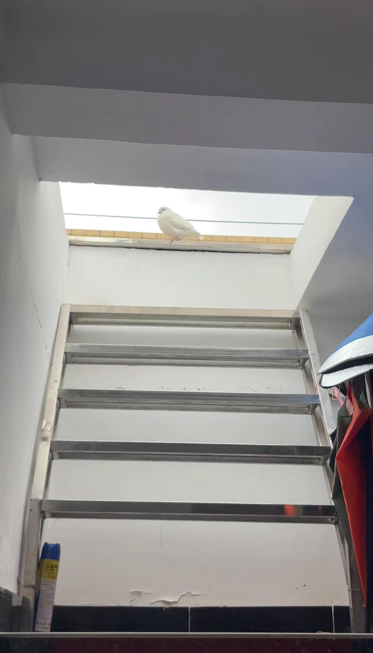 我妈妈说小白飞走了 两个月前在家楼顶发现了它 应该是受伤了 我妈妈养了一段时间后