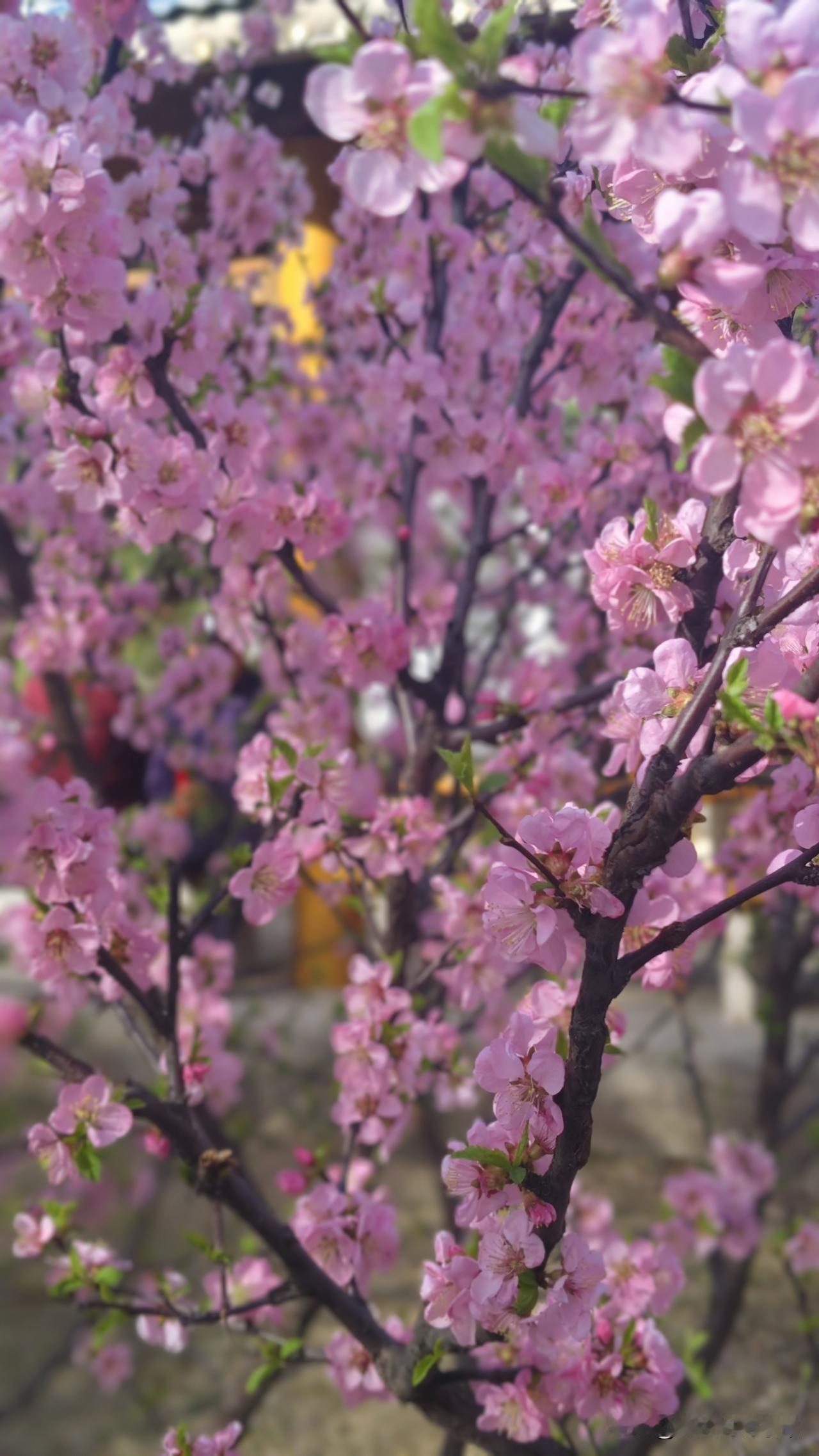 我活了半生，才算明白，自己为什么活得如此辛苦，如此痛苦，原来自己的婚姻缺了一样最