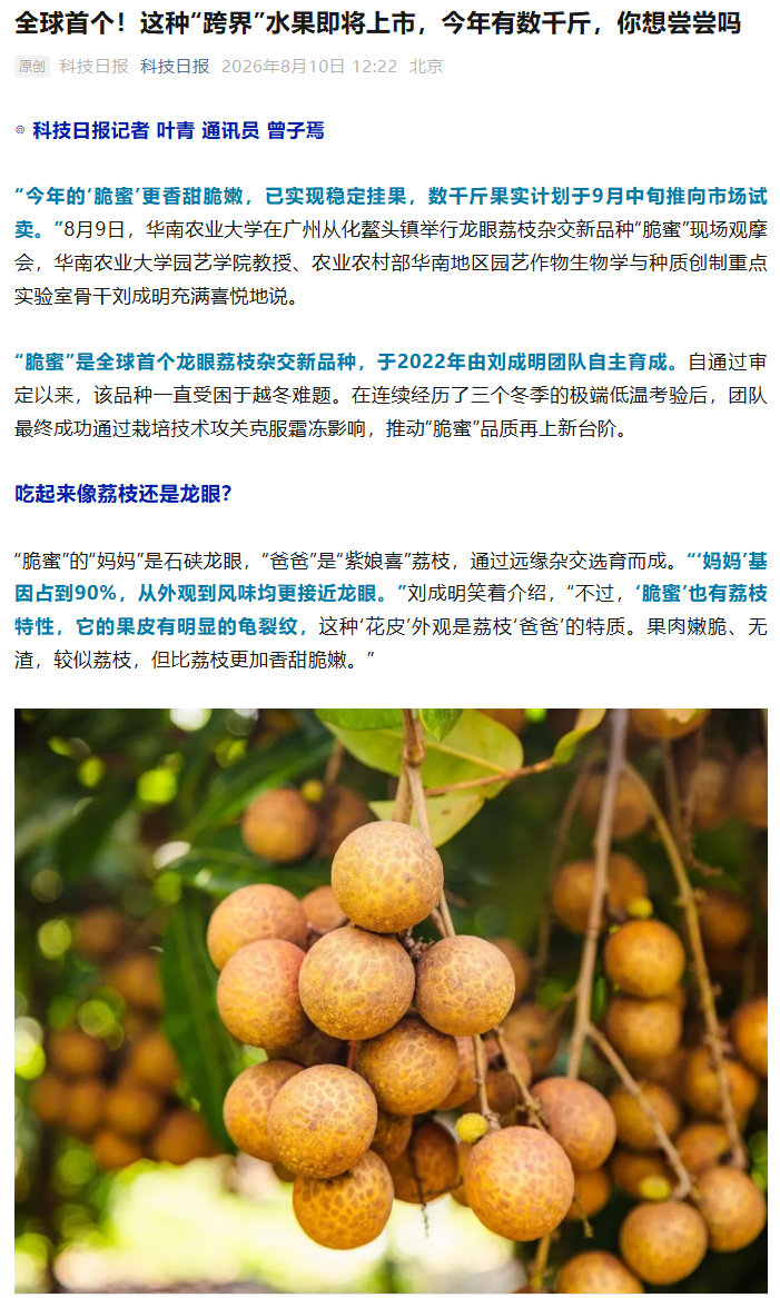 【全球首个！龙眼荔枝杂交果脆蜜9月上市】龙眼荔枝杂交果38元一斤8月10日消息，