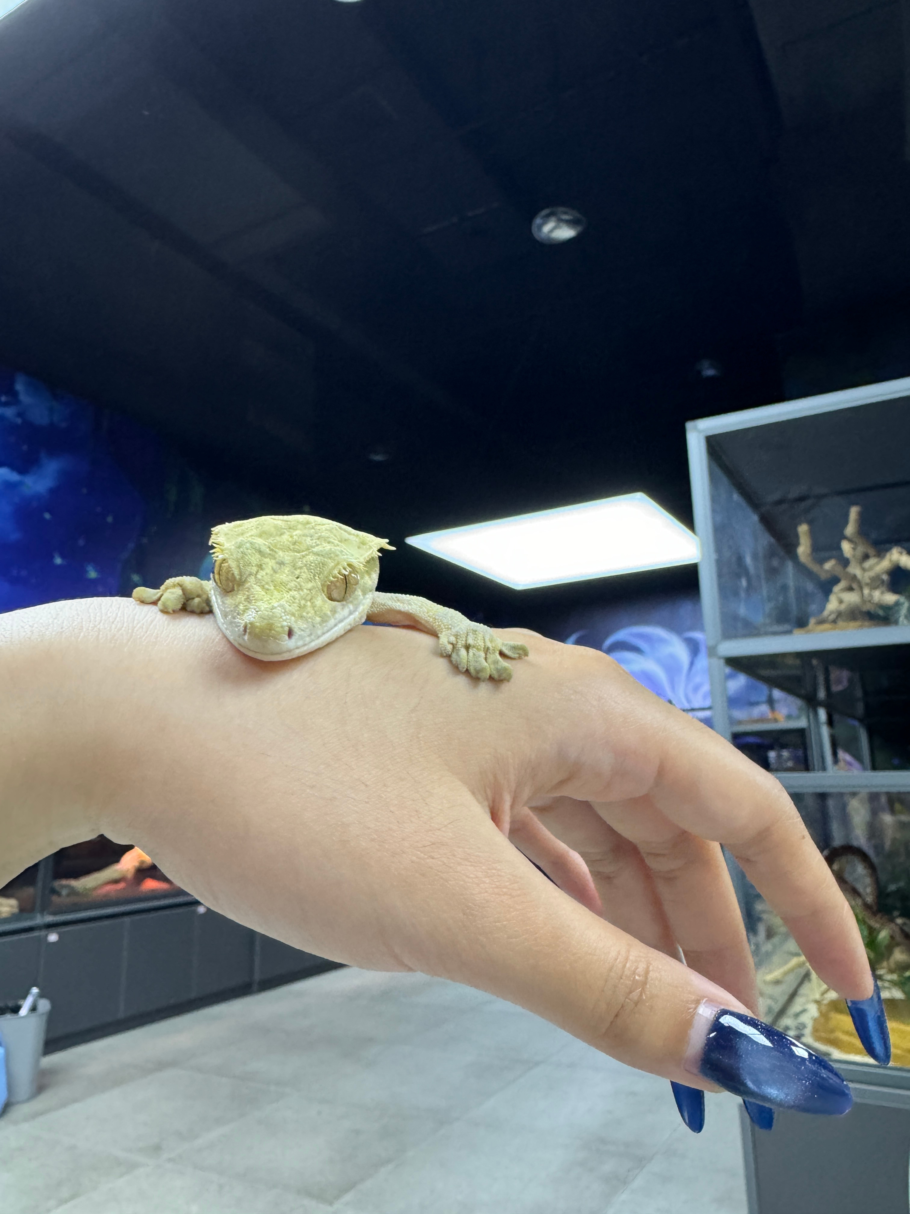 特别好玩贝贝们 还摸了青蛙 但是我怕把他摔了 就没拍照 呃呃 这家店马陆前两天4