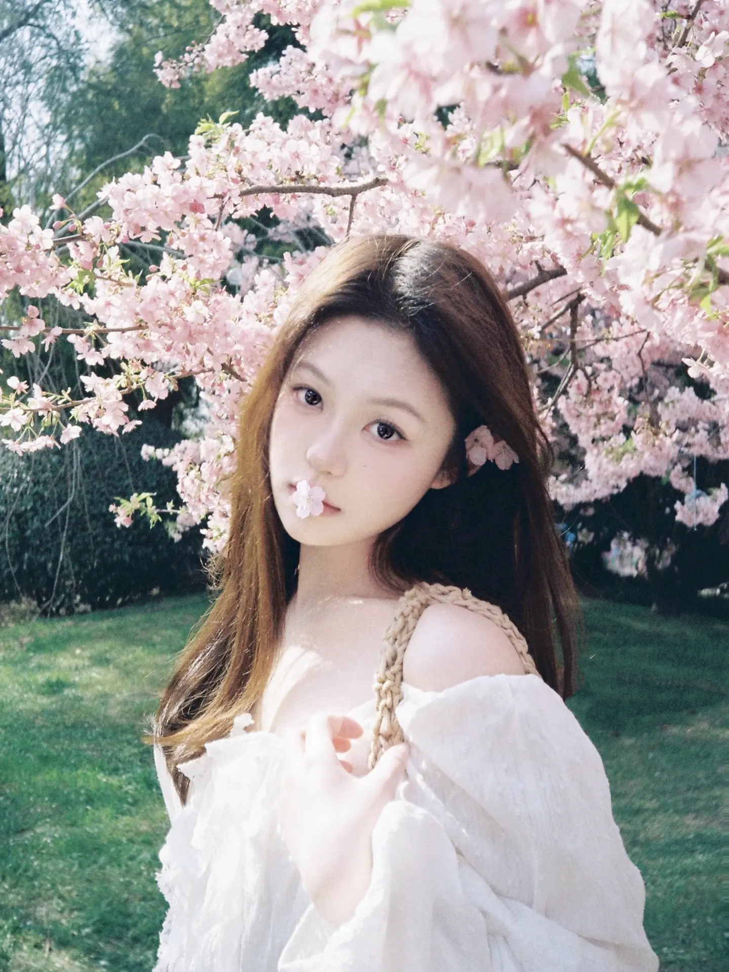 又是一年樱花季。