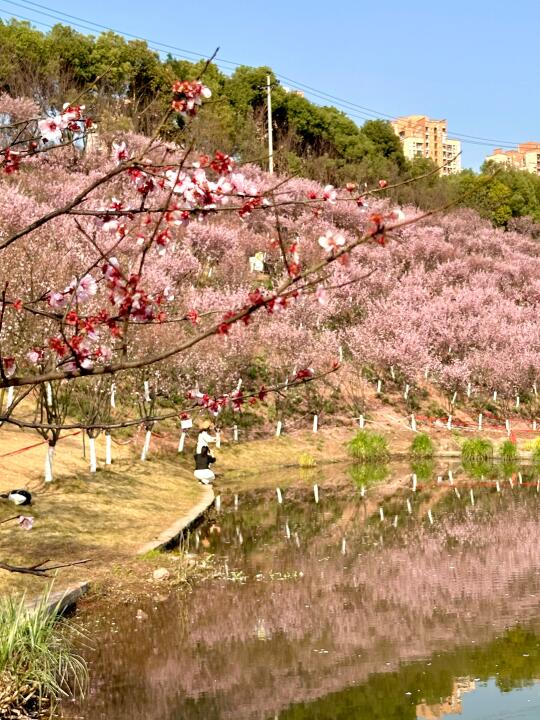 重庆地铁直达！！➏个春日赏花🌸免费好去处