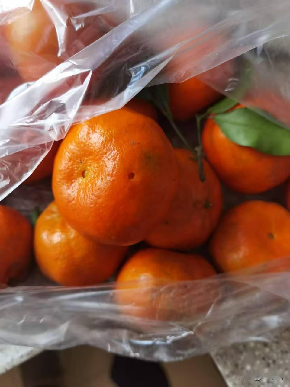 分享我这周有趣的事：       
       近年来，柑橘的品种由于各种嫁接