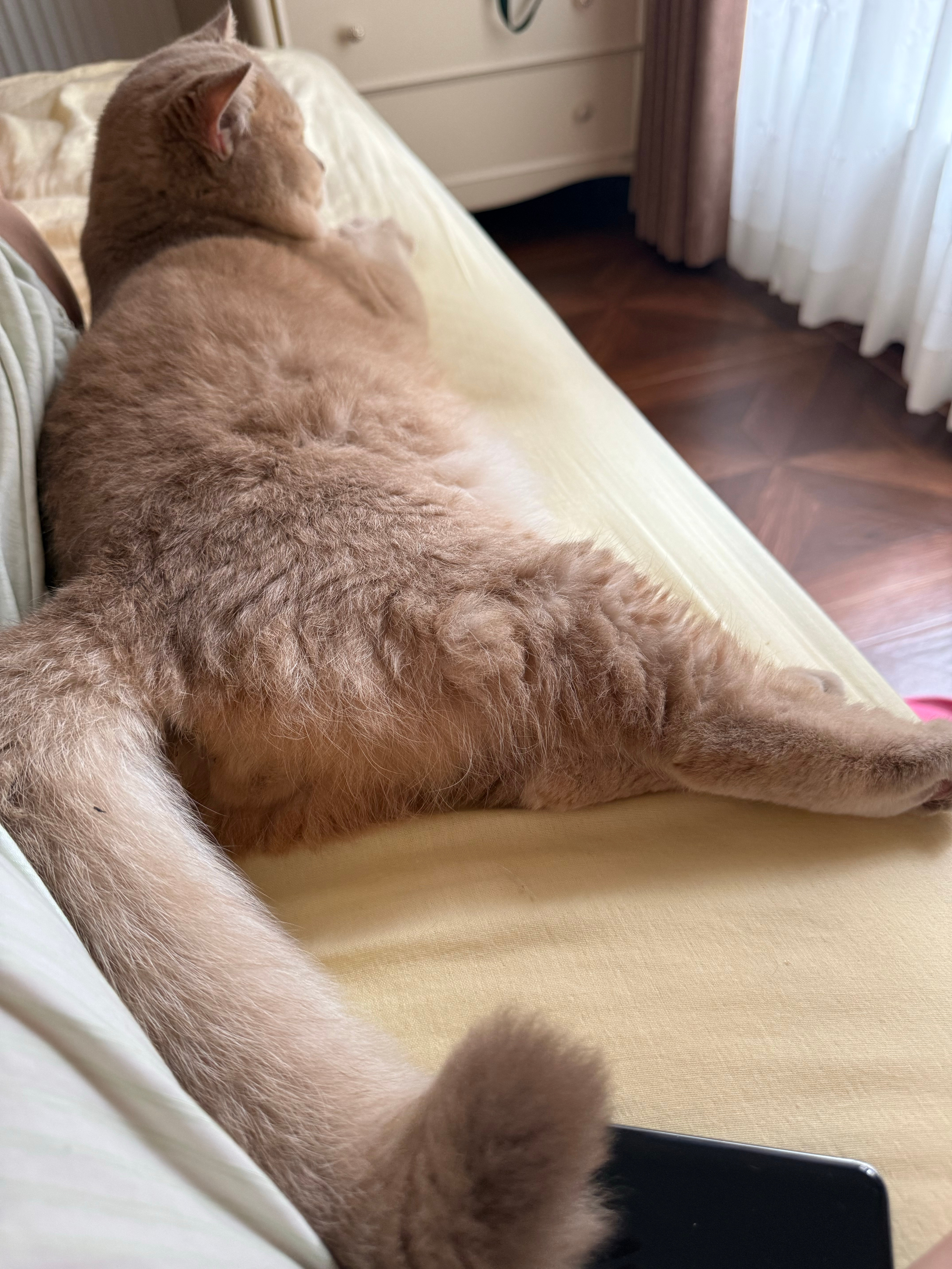 猫猫侍卫