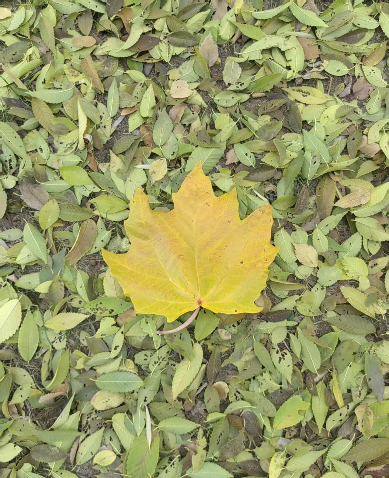 昨天下午，我和老公小跑了一会儿，跑累了就慢走了几步。
路边的老槐树影子歪歪扭扭