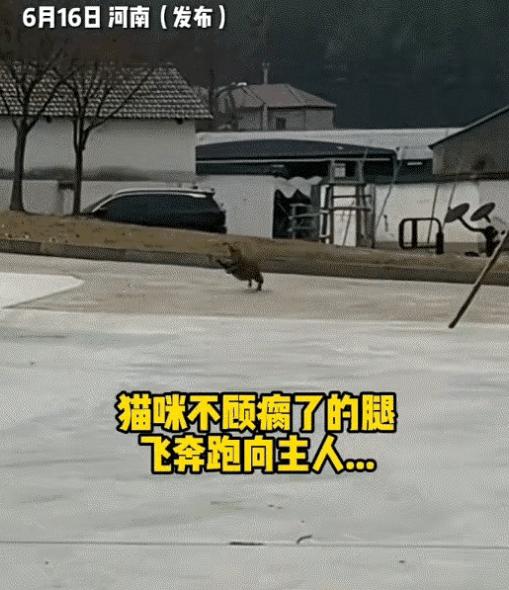 “看哭了！”河南一只瘸腿猫被家人扔掉，可是当女主人找到它时，它竟然拖着残腿疯狂奔