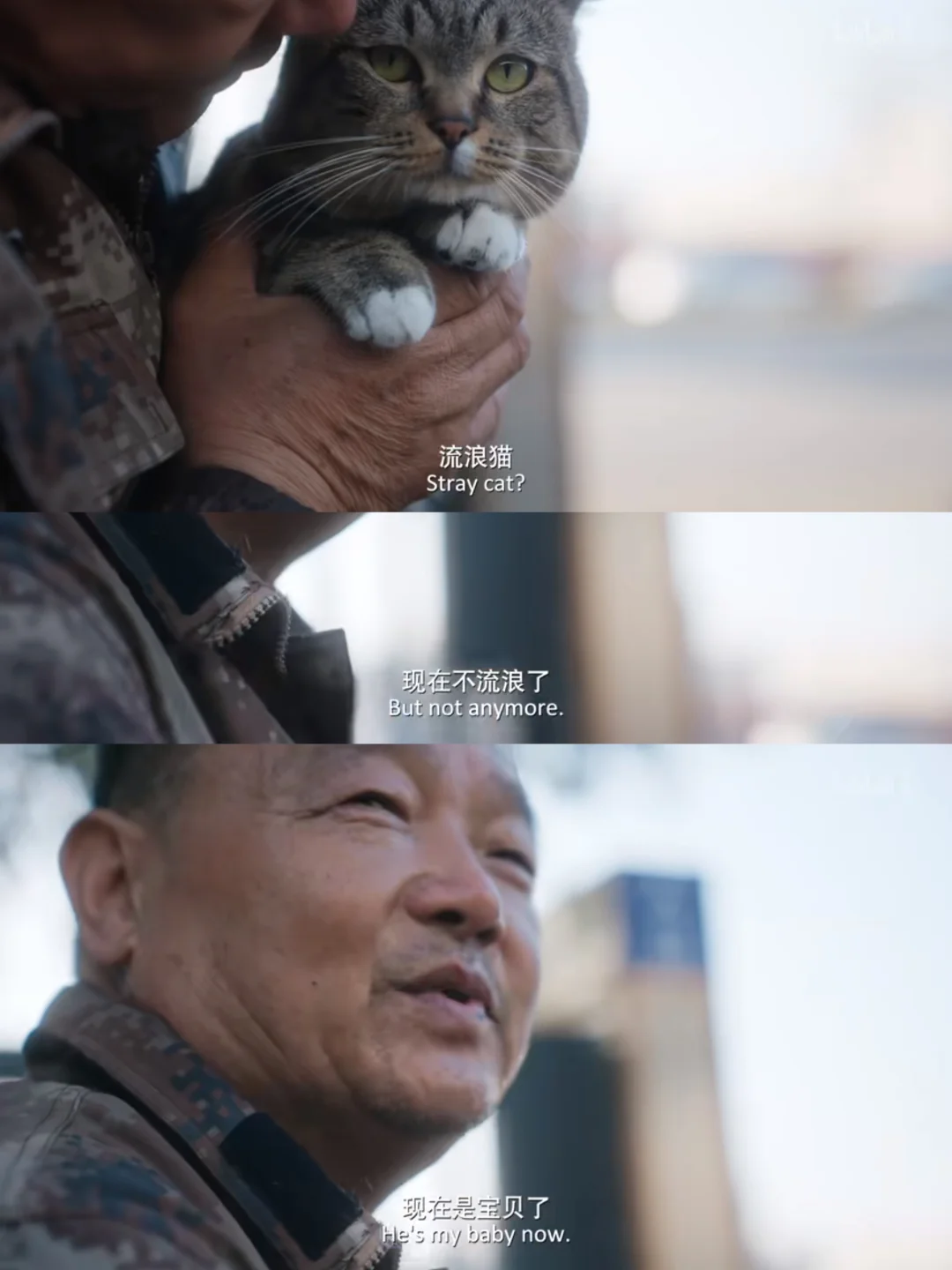 《养猫的人》大半夜哭死我了😭