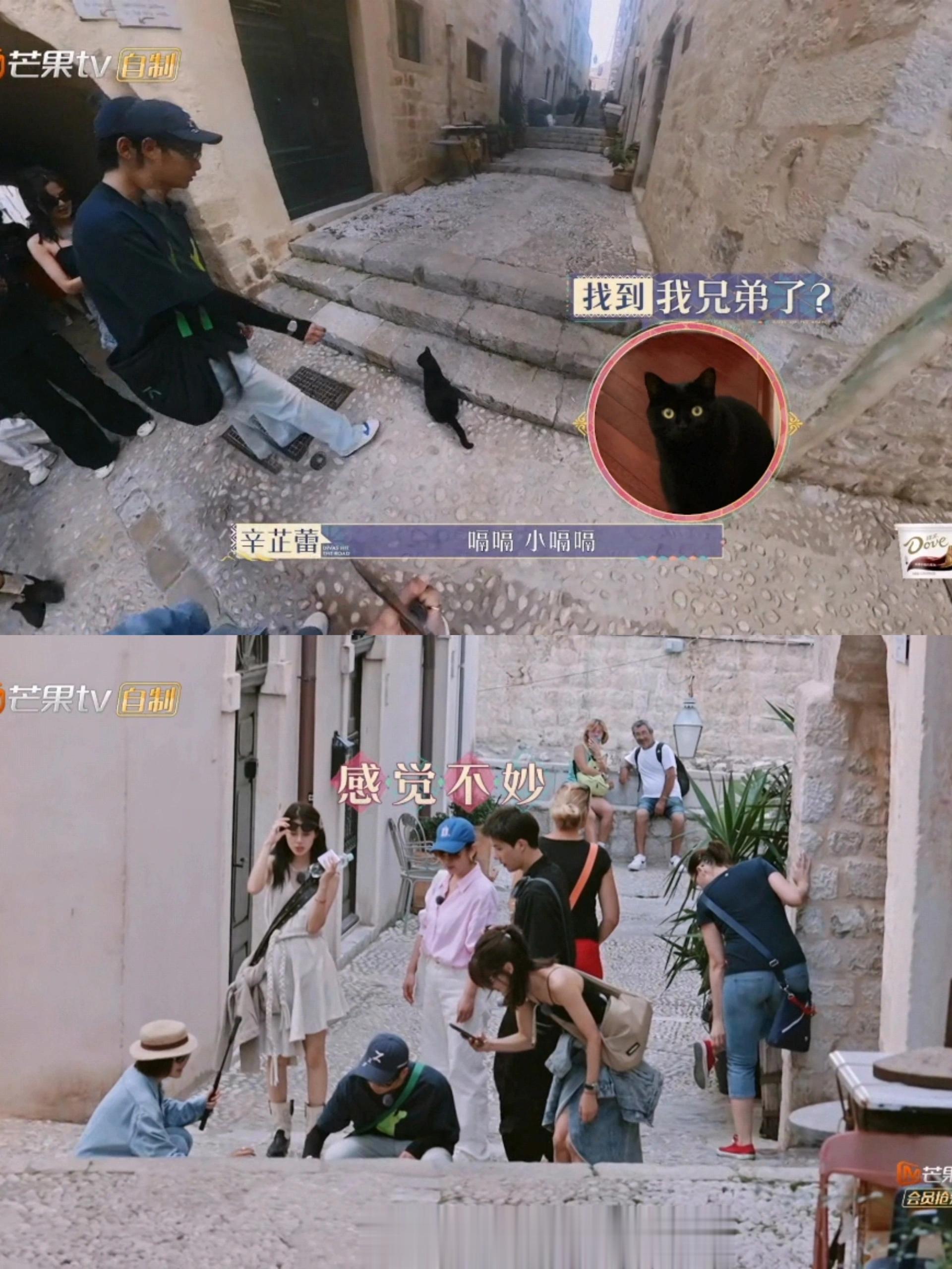 辛芷蕾 一个被综艺之神眷顾的奇女子前一秒，哎呀，猫猫真可爱，真像我家嗝嗝（夹子音