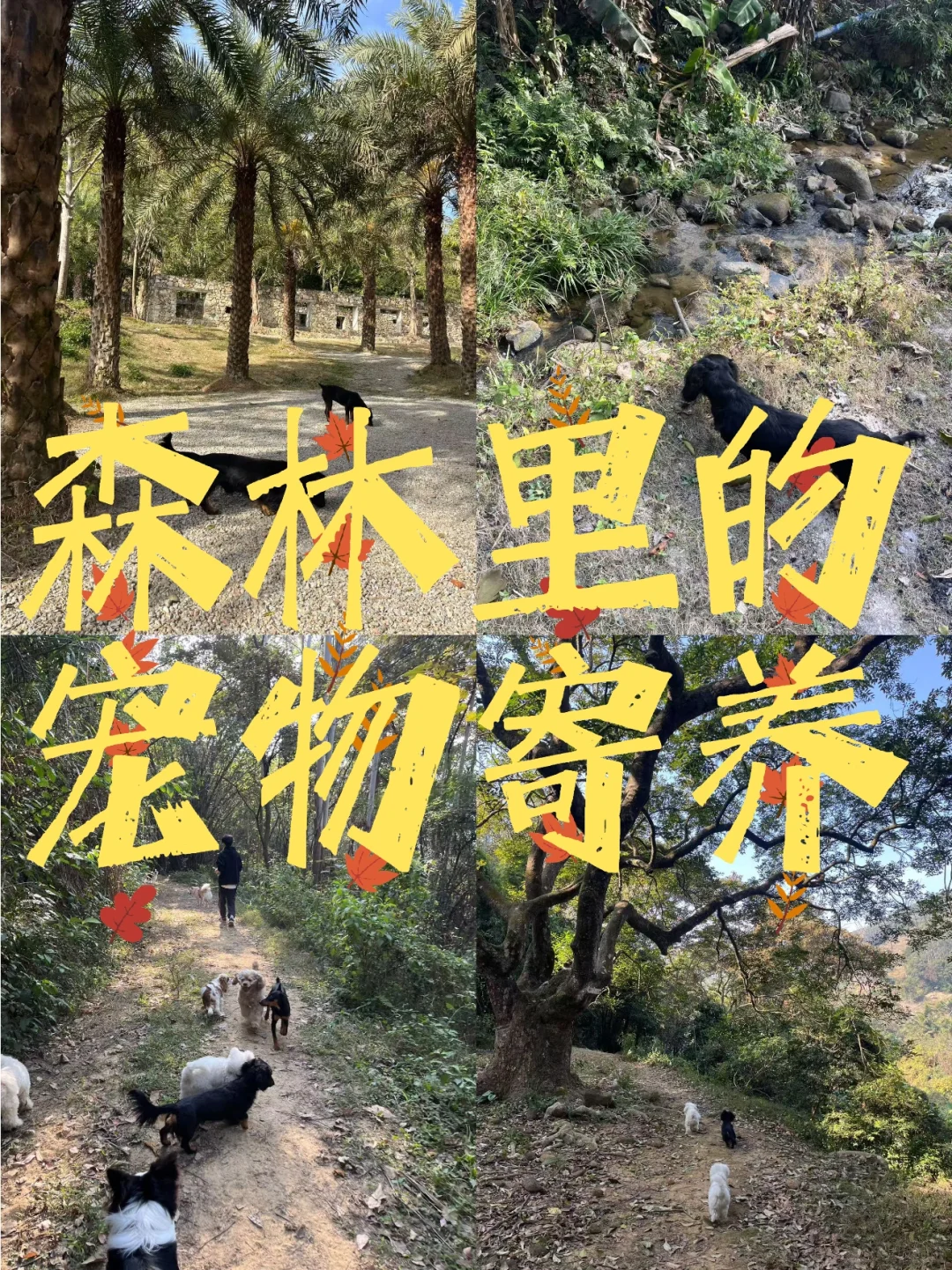 你们出国旅游时狗狗怎么办？