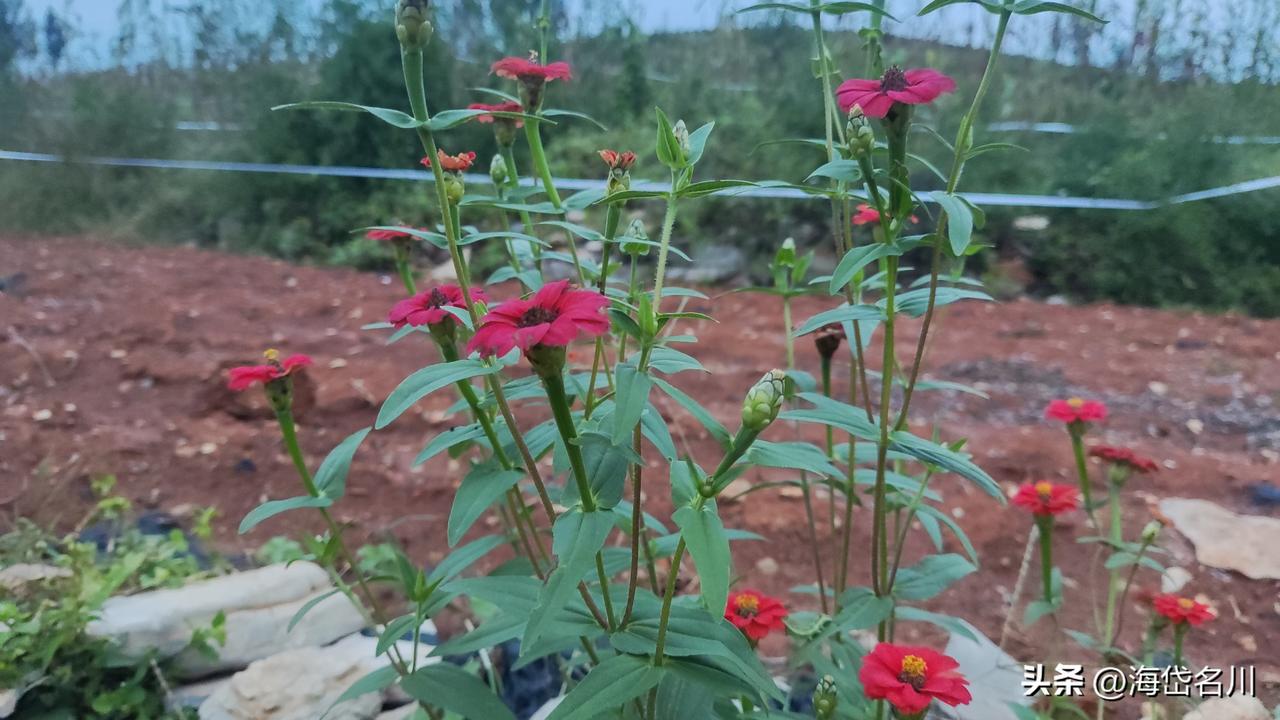 为什么最近这些年，这个植物特别旺盛，村头路旁，山间路边，圪旯地仑到处都有它的影子