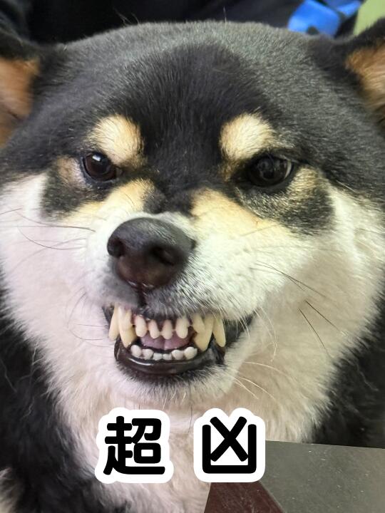随机凶一个路过的网友