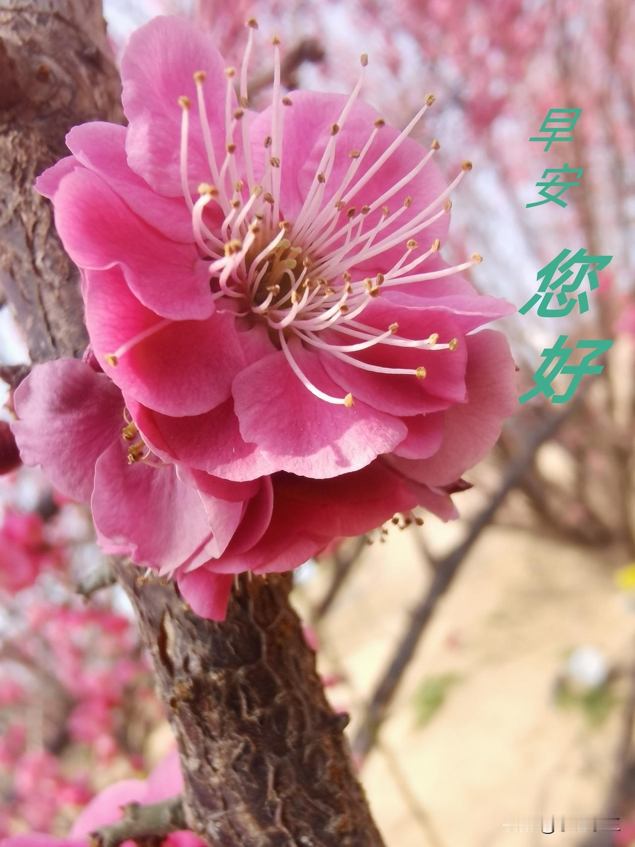 春风吹拂万物生，繁花似锦绽枝头。
    春意盎然花满园，桃李杏花争妍媚。
  