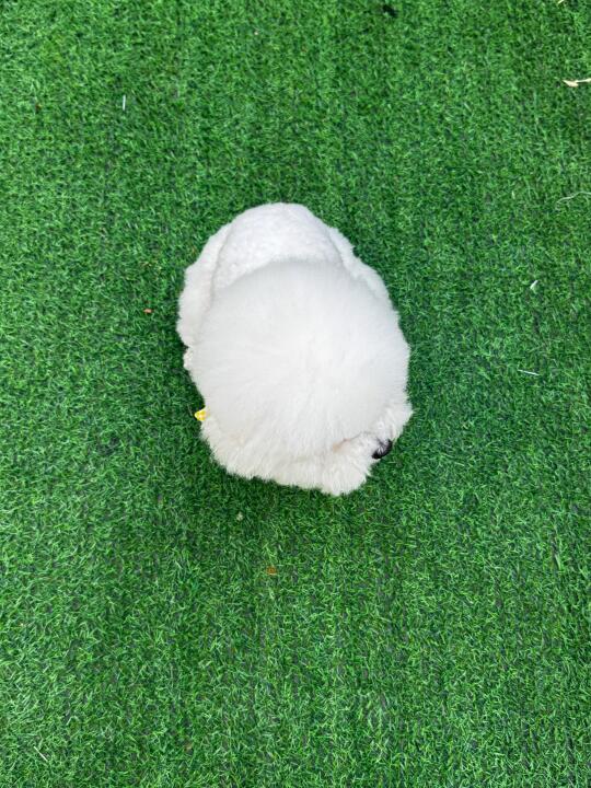 这是什么可爱的东西