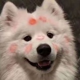 王蝉热看