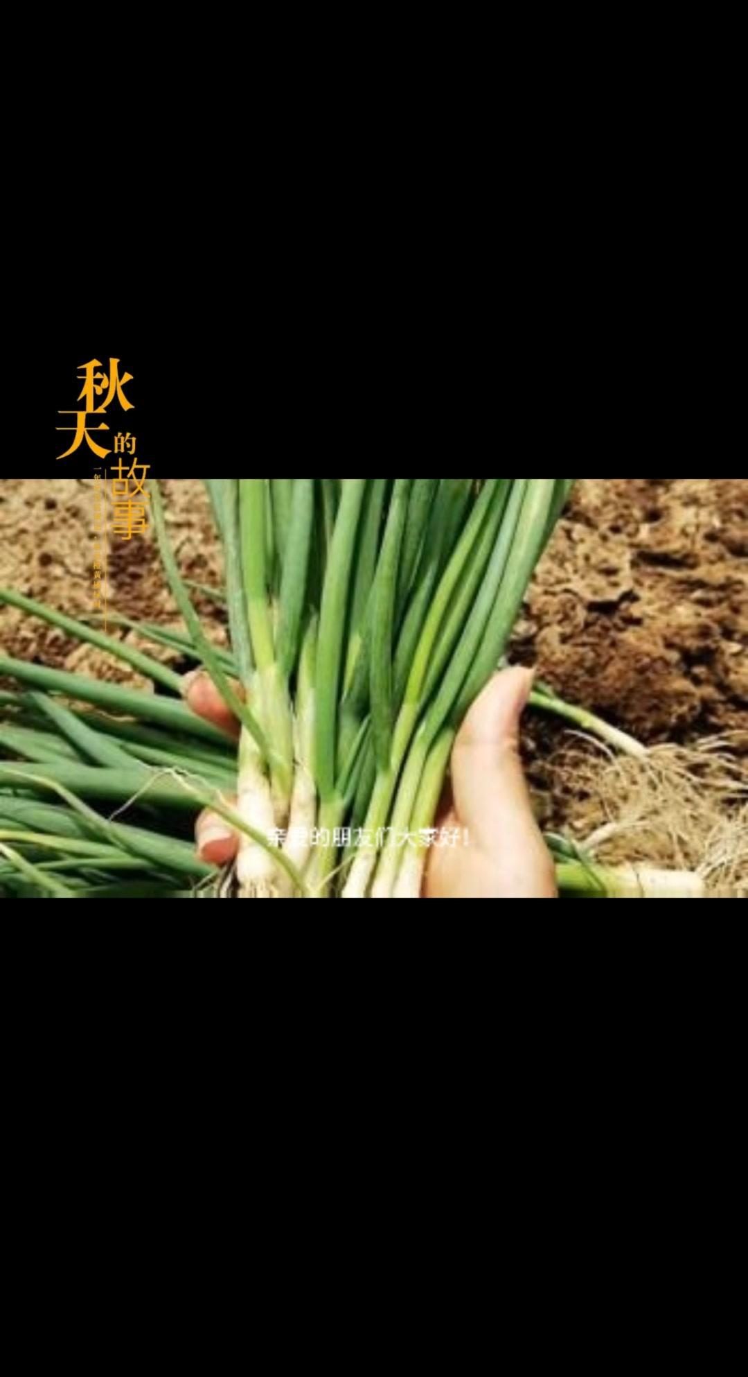 金秋十月，大葱育苗需要做好五步骤！1️⃣选择优良品种
像章丘大葱或者当地的优良品
