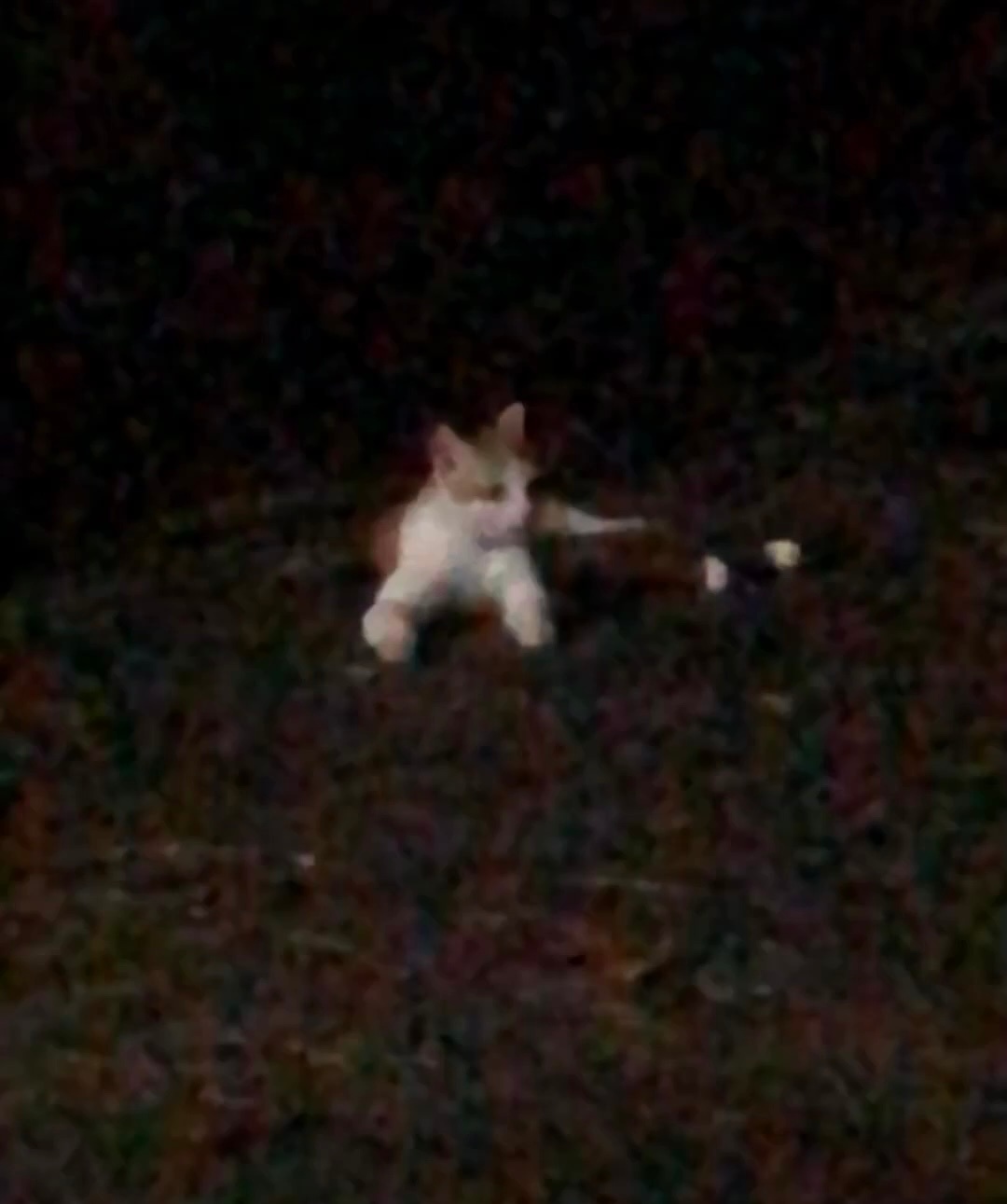 夜晚的小猫眼睛会发射激光[开学季] ​​​