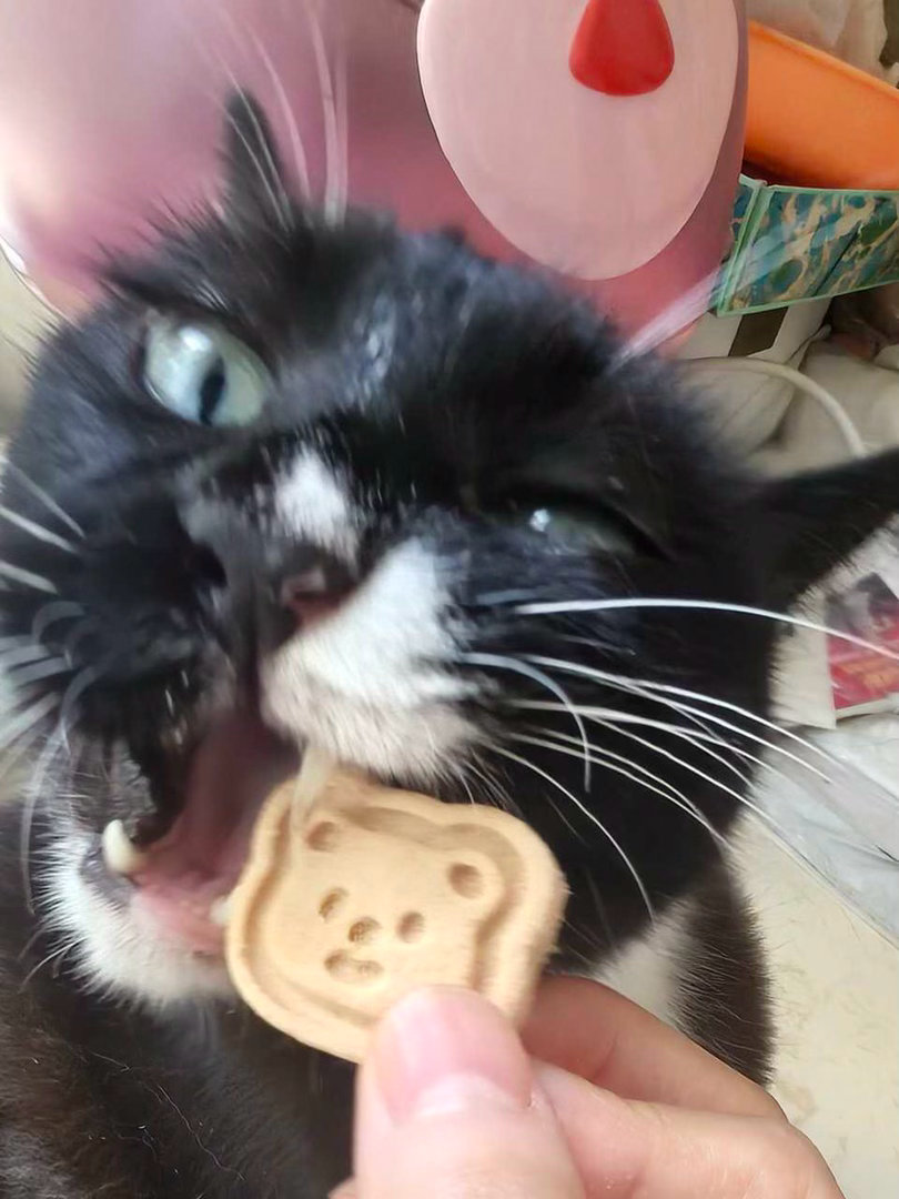 手送来了冻干，我赦免手！daily奶牛猫 （投稿：） 