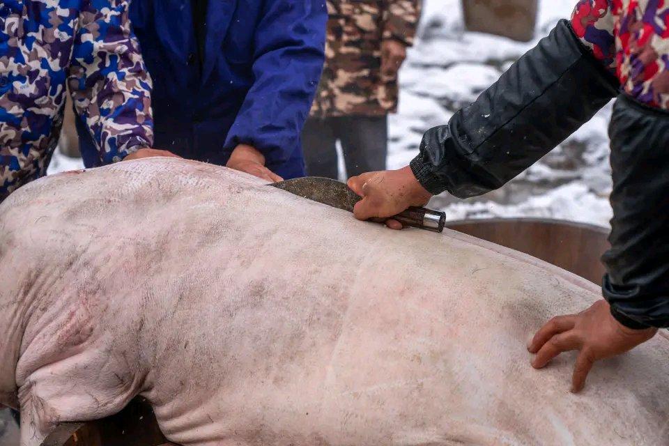 男子受邀帮忙按年猪，反被猪踢伤致截瘫！邀约者被判赔52万这起令人意想不到的事件引