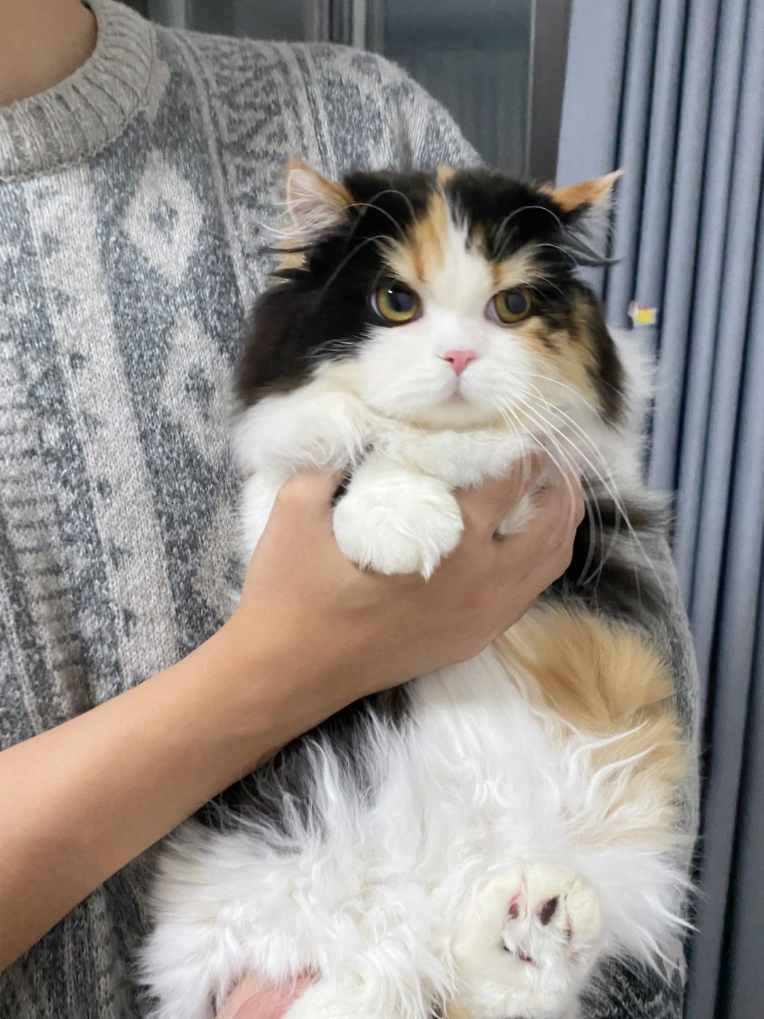 女友出差了，她的小猫归我管