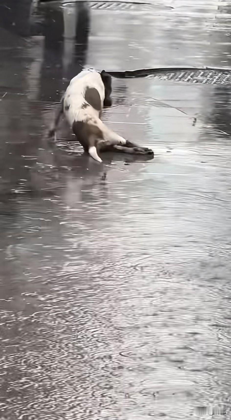 泪目了！这天，下着暴雨，一位小哥哥撑着雨伞下班回家，他觉得雨实在太大了，于是就站