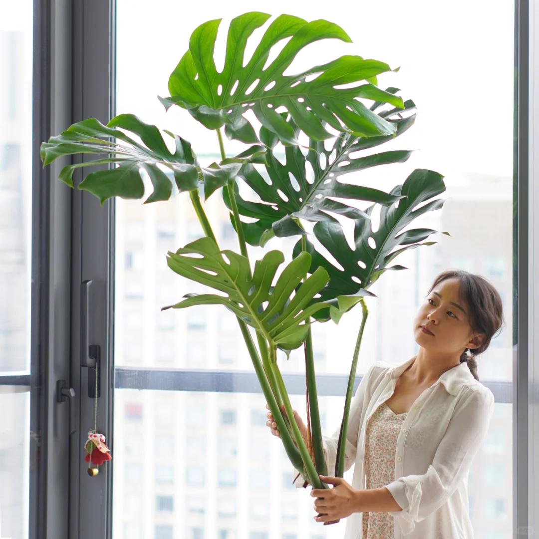 🌳水培龟背竹，打造清新家居美学