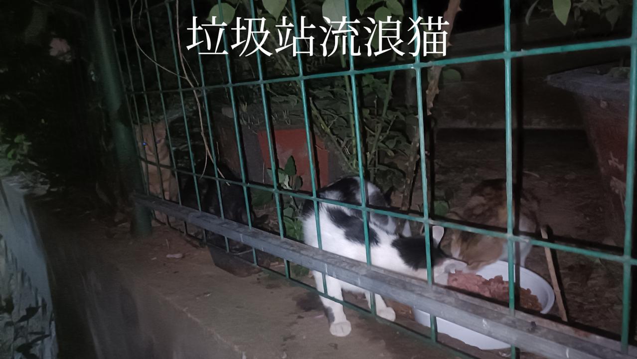 垃圾站流浪猫越来越多了，但它们都很守规矩，老老实实排队等候其他猫吃完，而早已吃饱
