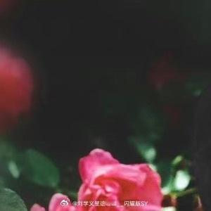 晚安心语 🐚 耳朵借给海浪，眼睛还给星空，剩下的都托付给枕头。📖 今天的故事