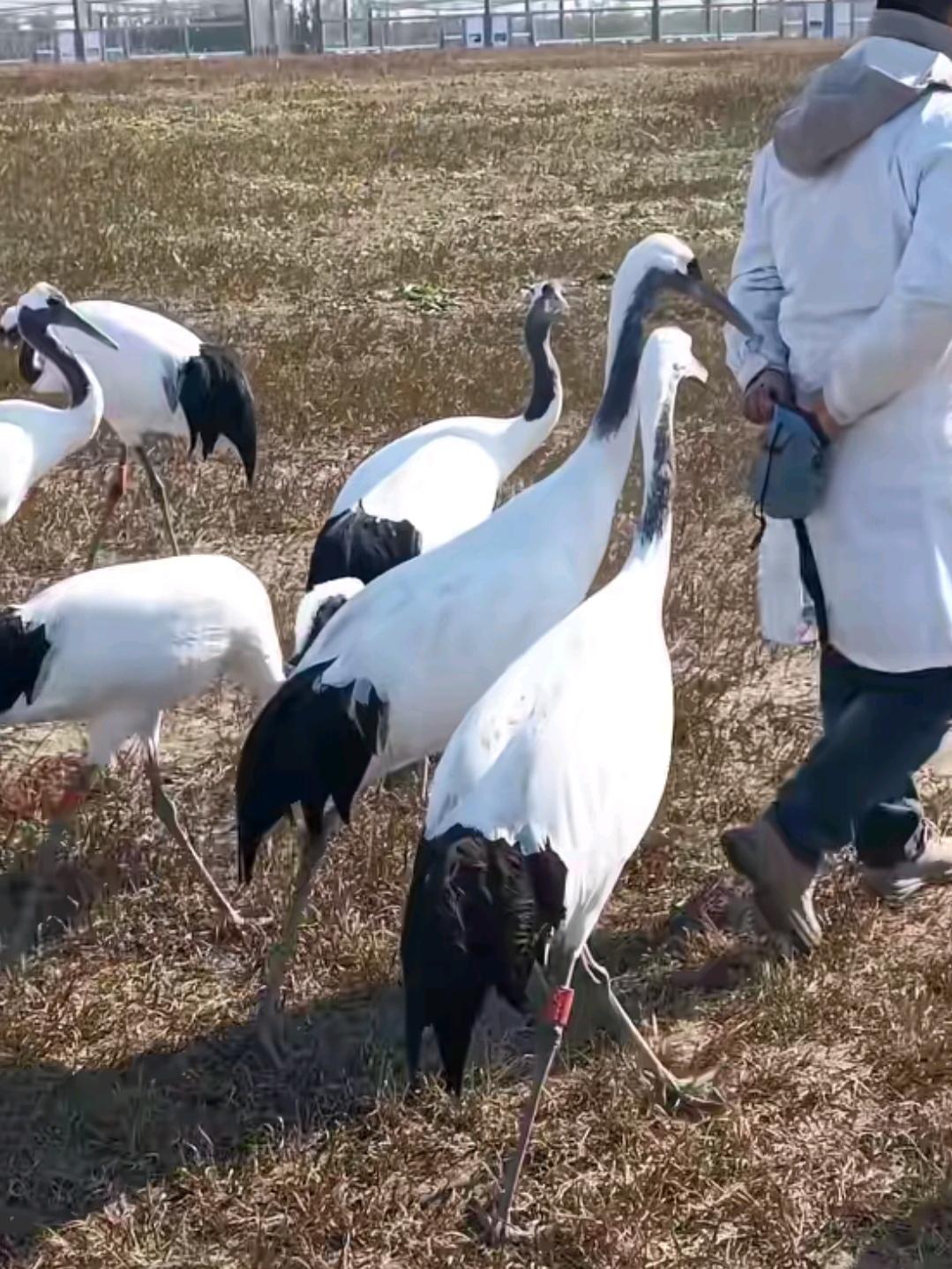 丹顶鹤的心里话:
大家都是一样的衣服，肯定都是自己人。
就是很自豪，在我的家乡有
