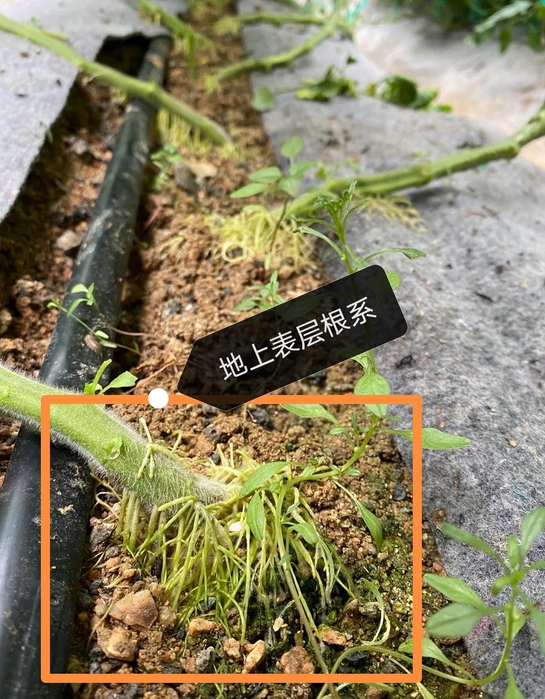 使用生根剂的好处[机智][机智]
1、促进根系快速下扎，同时增加主根量，主根量多