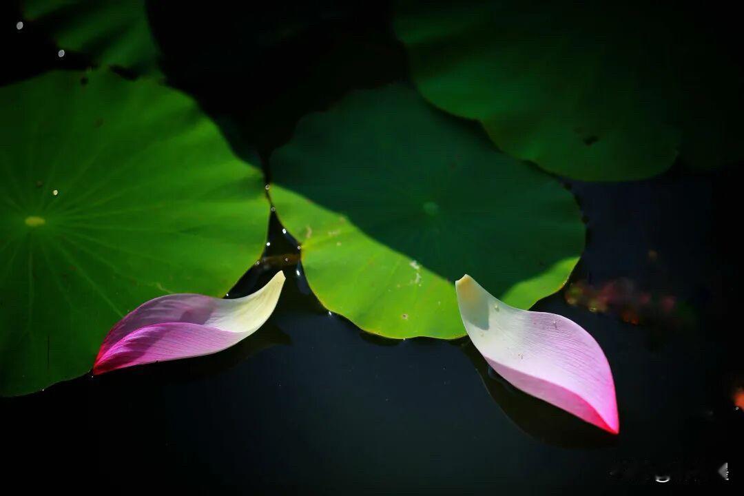 去荷塘赏花、拍照，总会让人觉得，幽静，凉爽。
这时节已经有不少残荷了。粉红色的花