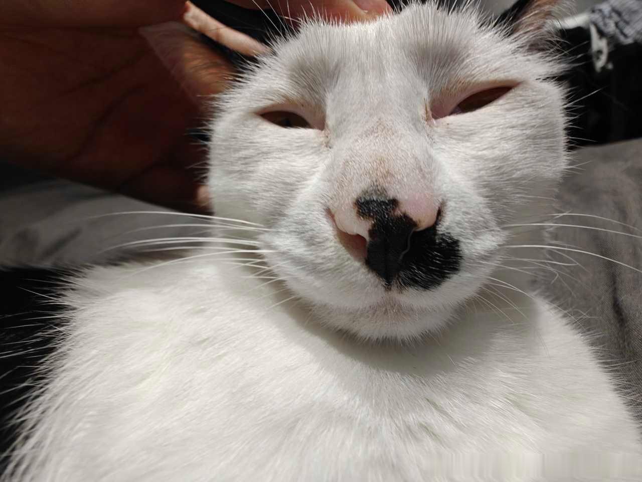 49762【丑猫】只是看起来有点老 