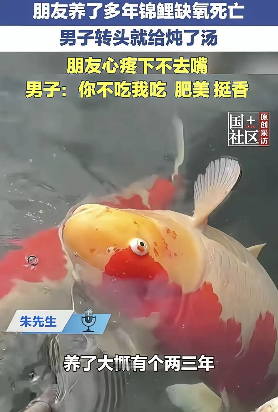 朋友养了两三年的“锦鲤”走了，鱼汤这锅却煮出了满满的故事味道

说起养鱼，很多人