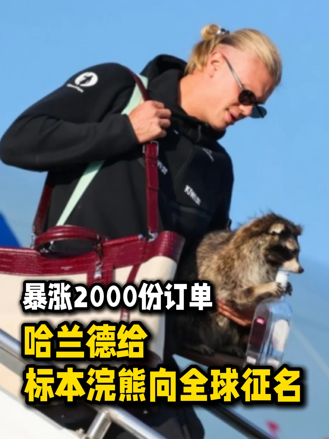 暴涨订单！哈兰德给标本浣熊向全球征名