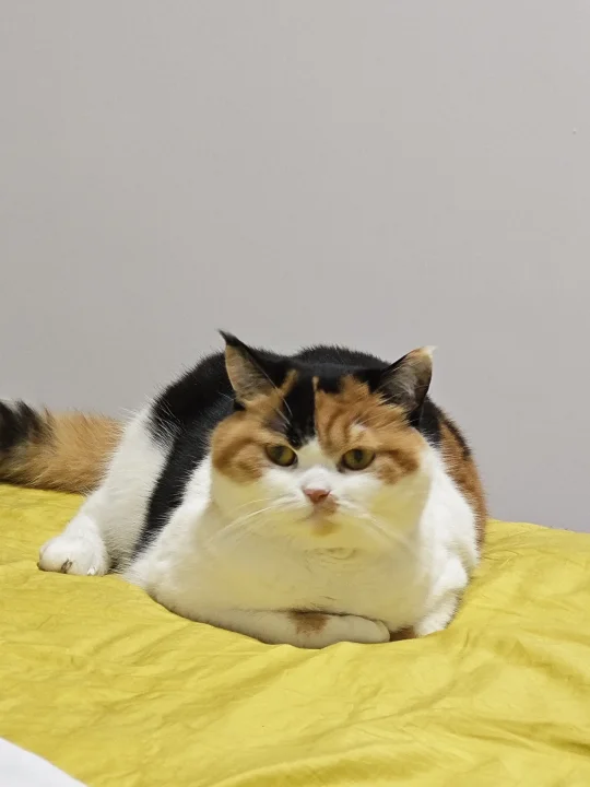 忍不住给小猫拍一堆怼脸照怎么办