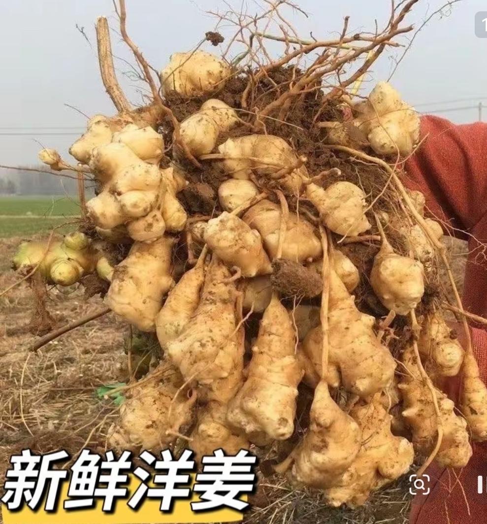 农村野外随处可见的洋姜，过去在国内大多被当成杂草，收割之后直接拿去喂猪，如今在海