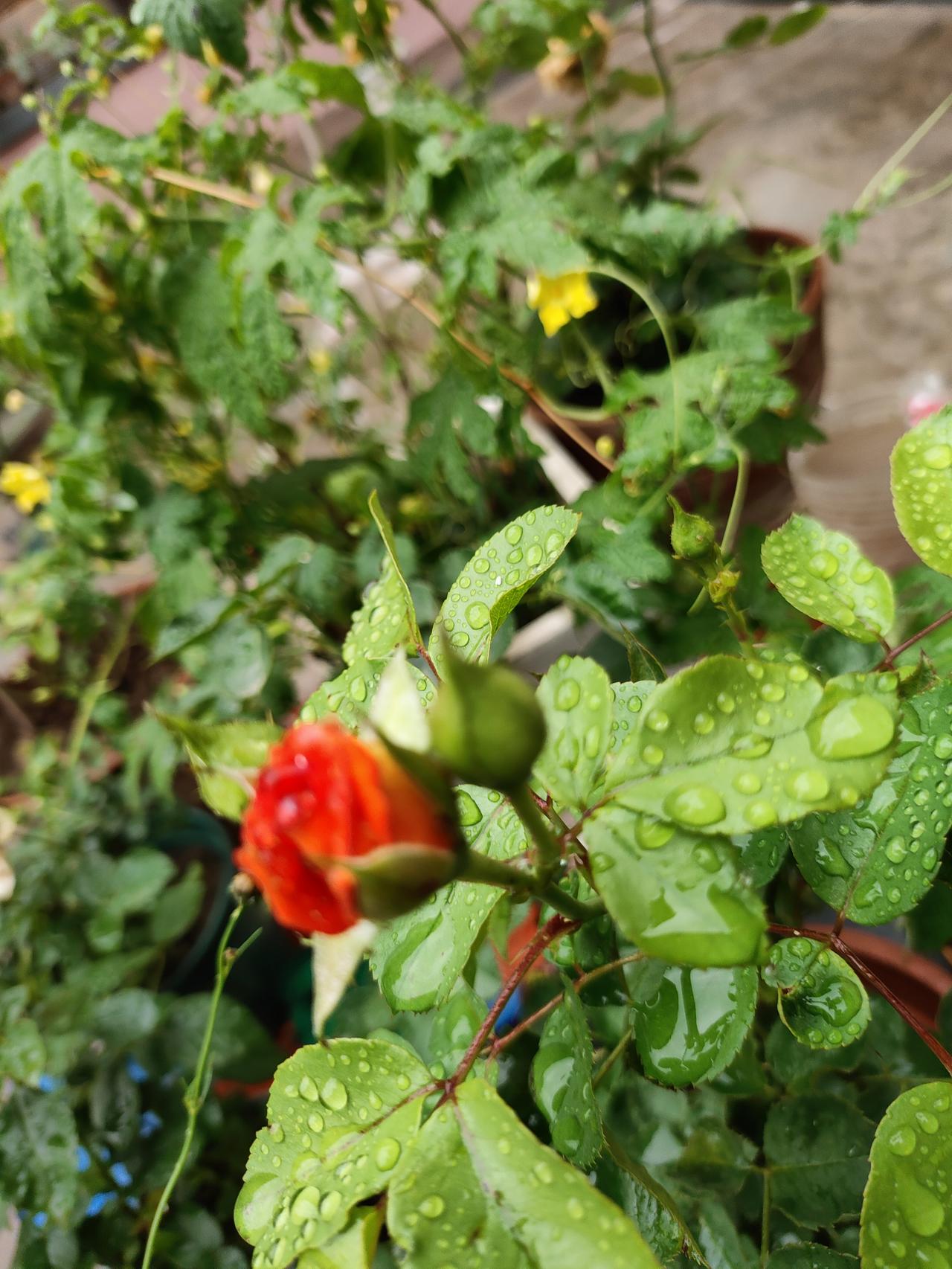 记录小院儿的花花草草雨后小院满是清润气息，月季花苞缀满剔透水珠，红得温润鲜亮，绿