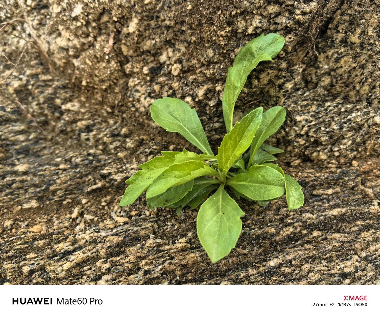 山石上的嫩草，顽强的生存不择环境！看似稚嫩柔弱的青草，向下扎根，做不可能的事，不