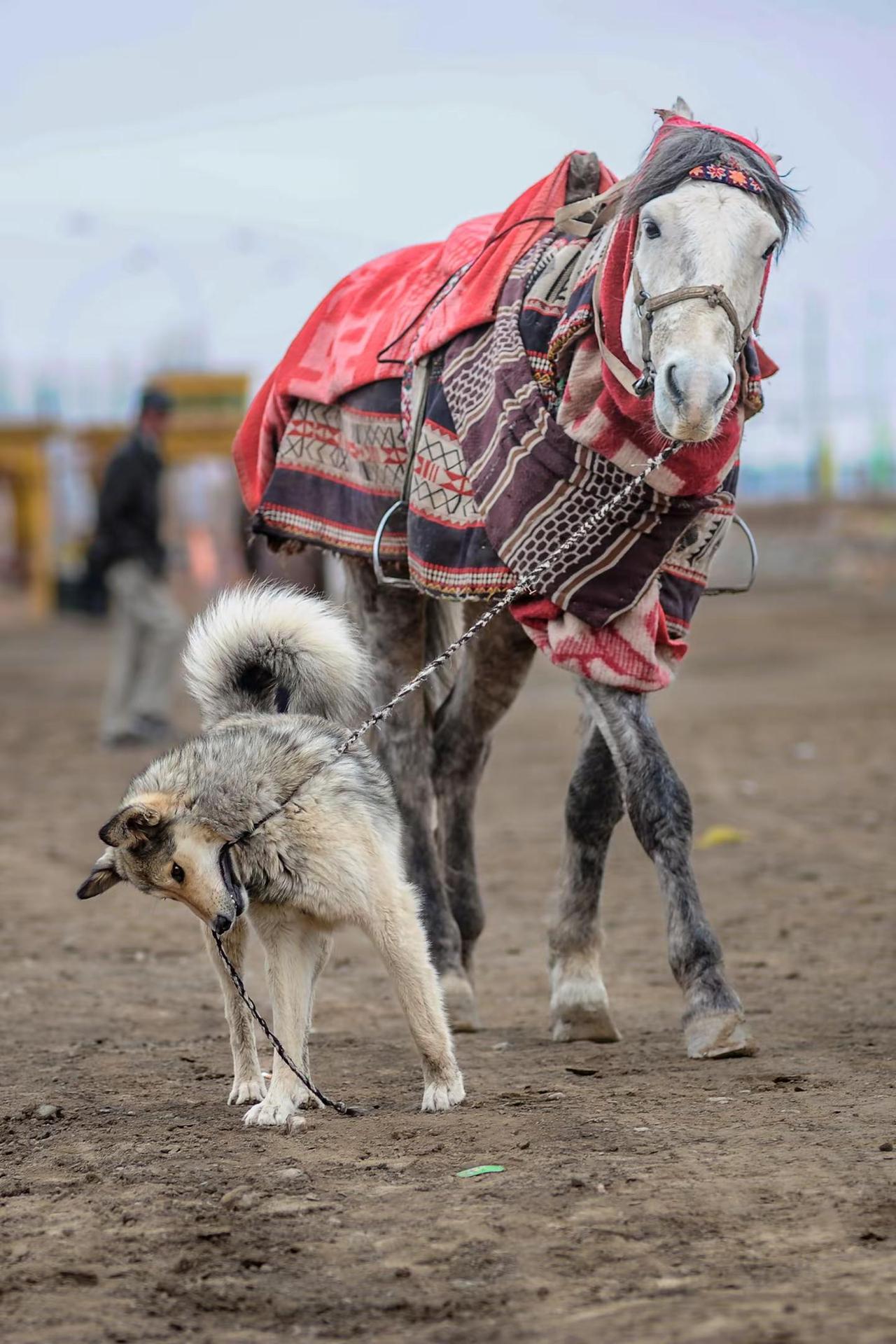 狗子用嘴叼起缰绳的模样，像极了认真的你！人文 爱马如命