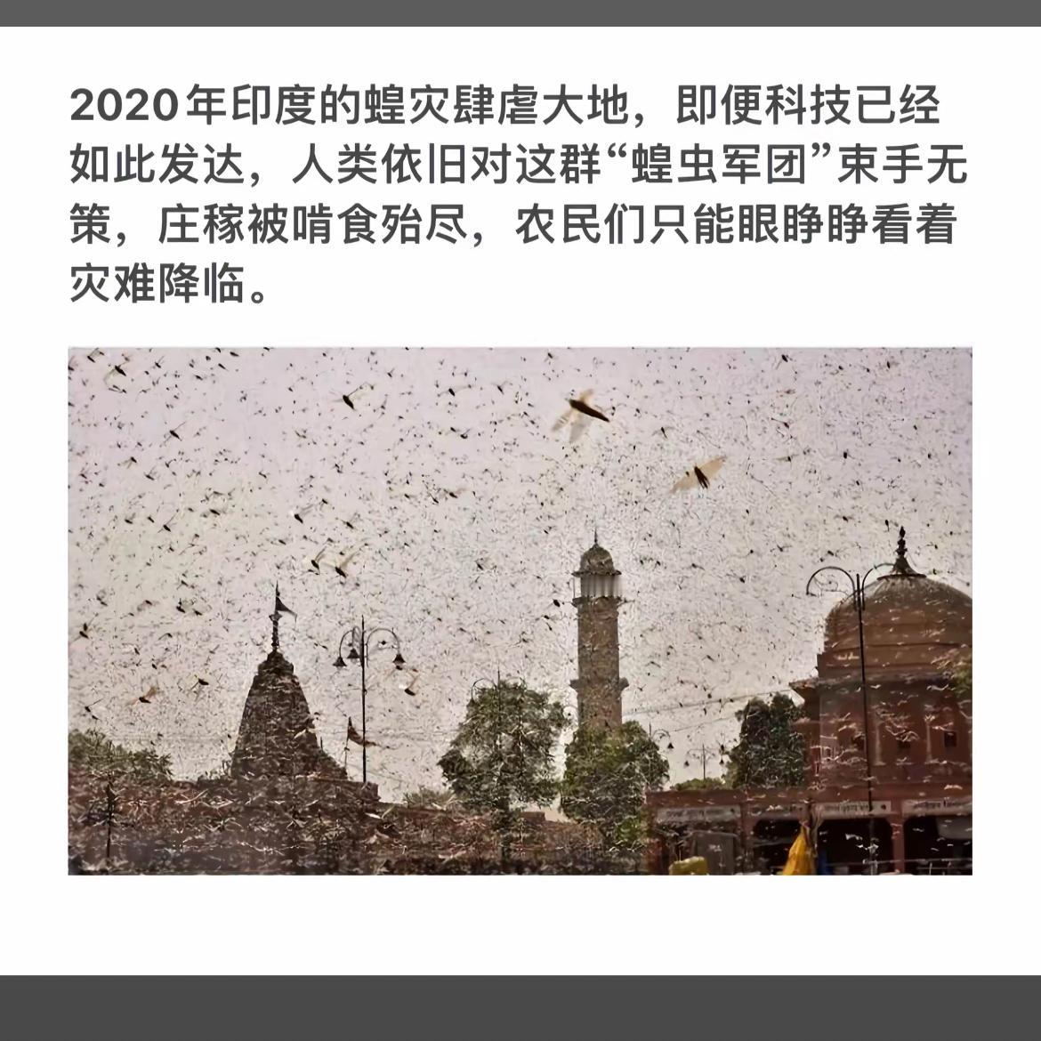 2020年印度蝗灾肆虐，科技束手无策，庄稼被啃食殆尽，农民们眼睁睁看着灾难降临。