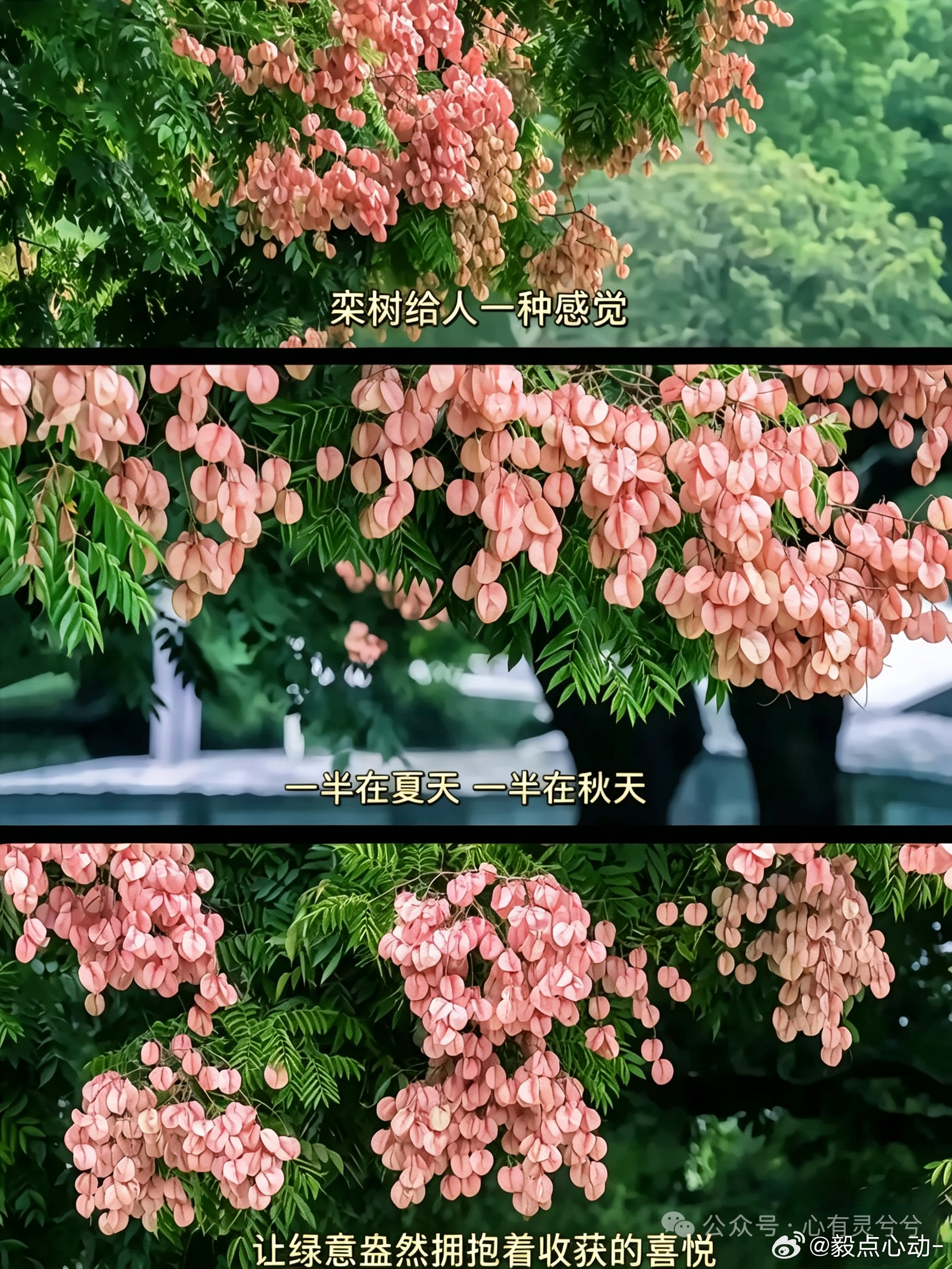 史铁生笔下的栾树长这样的！ ​​​