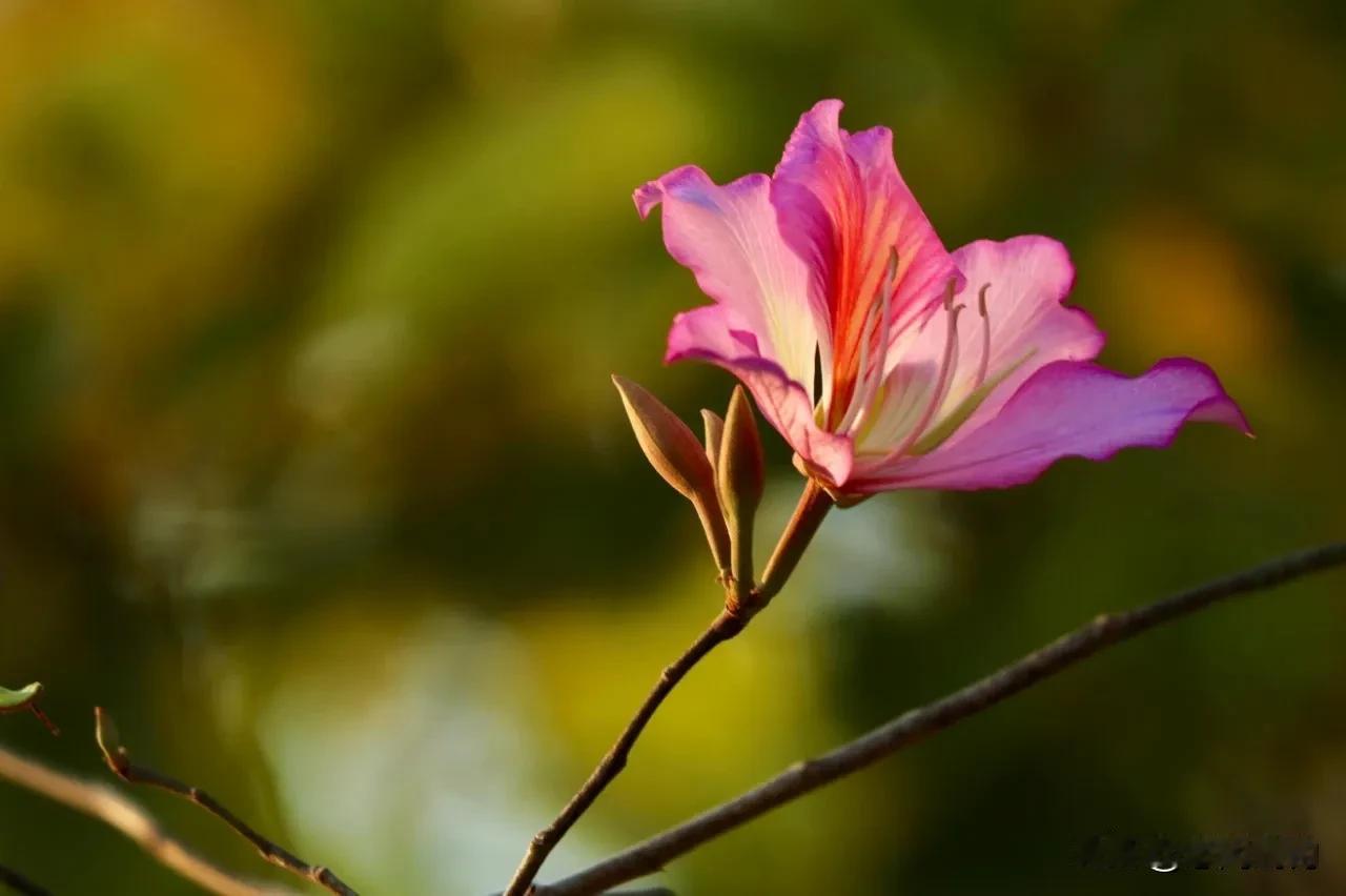 花开迎春缤纷，馨香时光静美