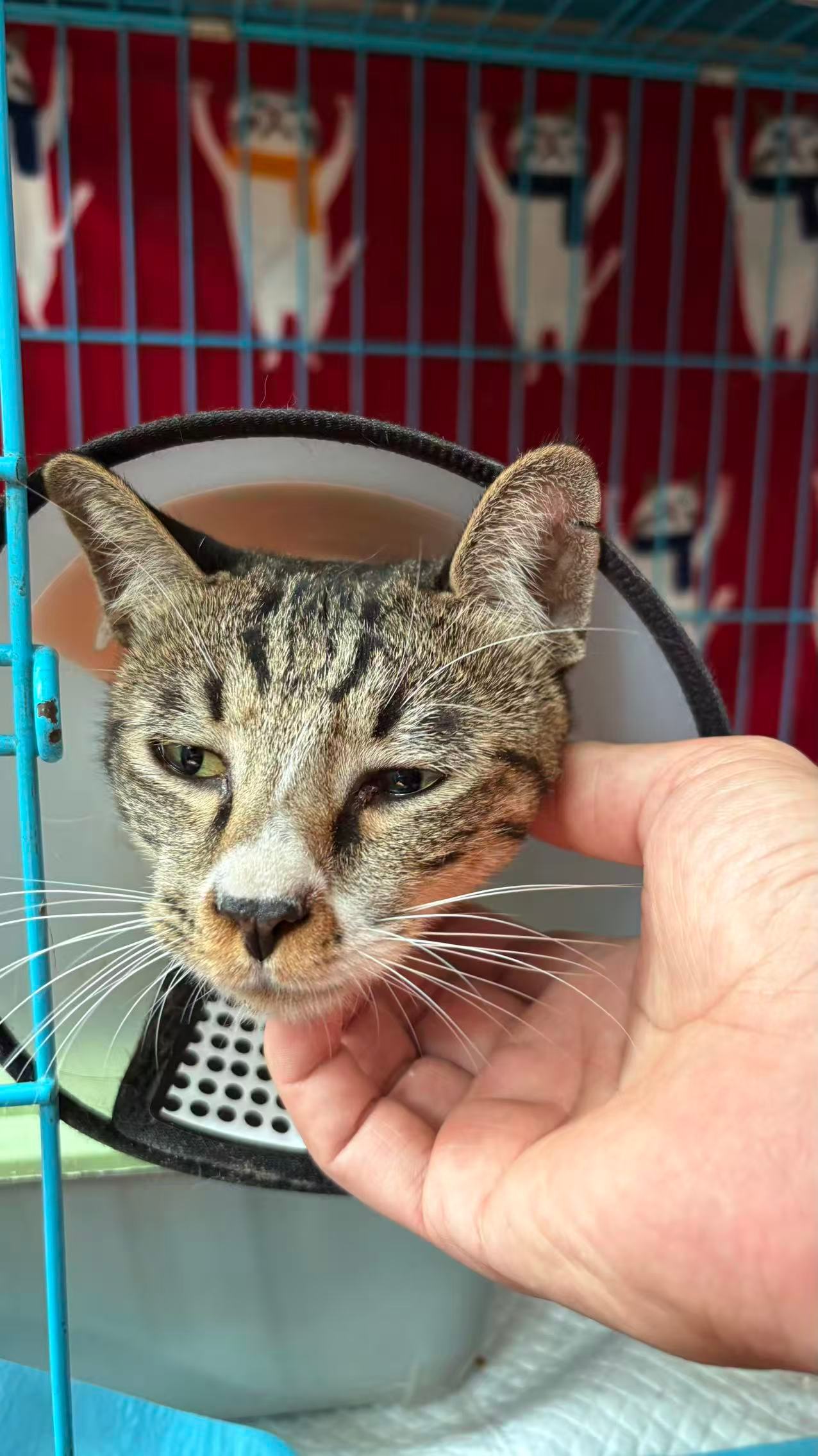 竟然还叫我杰瑞，1000个勺子都哄不好了！哼😾猫咪欢迎光临宠物世界  ​​​