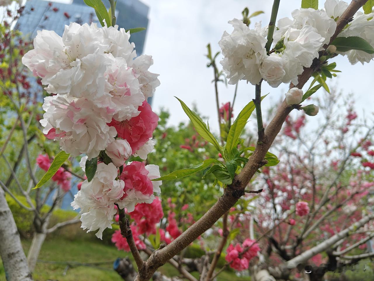 阳光正好，花开正艳。春风拂过，枝头的花朵肆意绽放，温柔又热烈，像极了生活本该有的