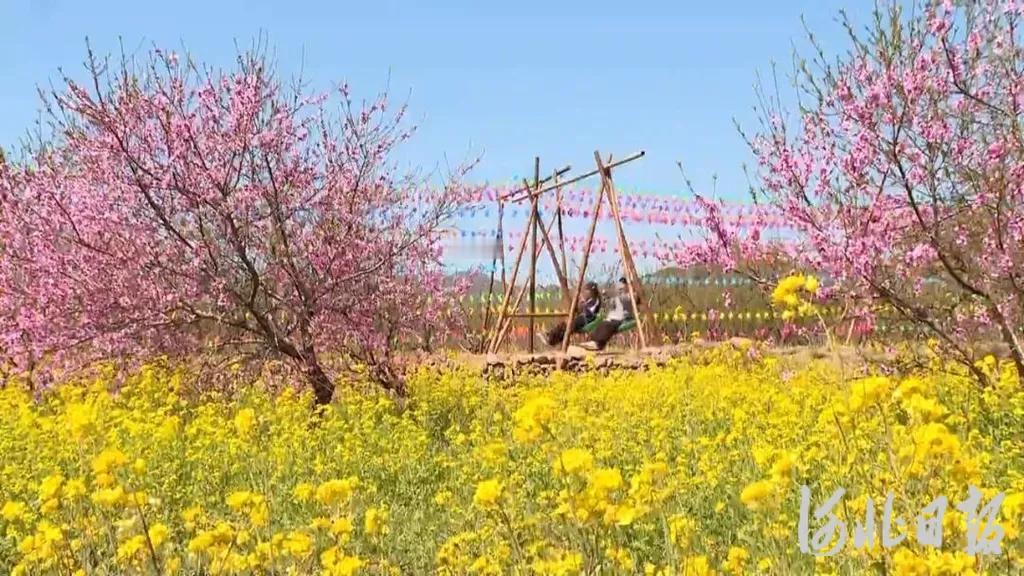 【石家庄市鹿泉区上寨村千亩油菜花田迎来最佳观赏期】近日，位于石家庄市鹿泉区上寨乡