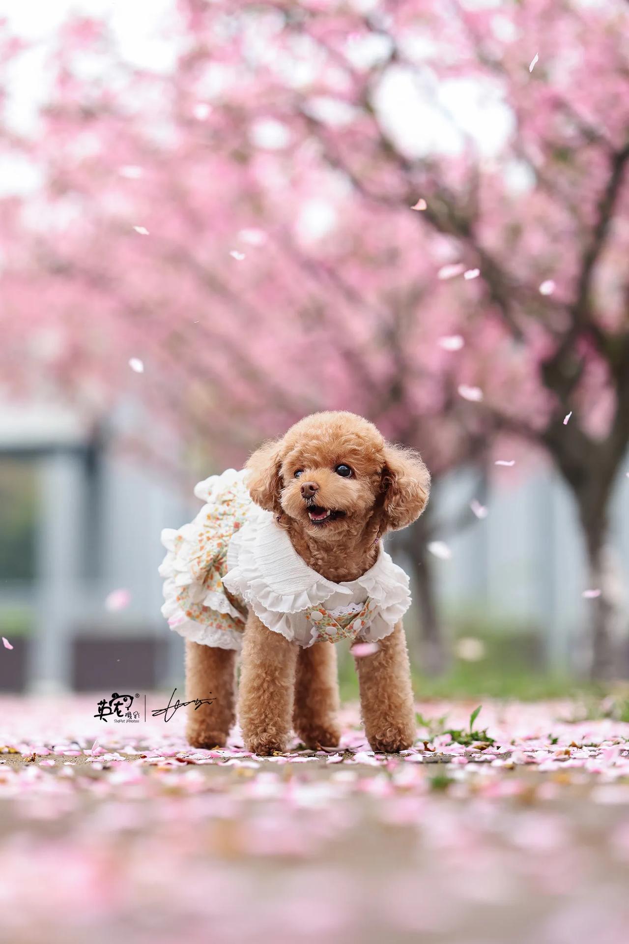 樱花与小毛孩
孩子来了，你就知道有多美🥰