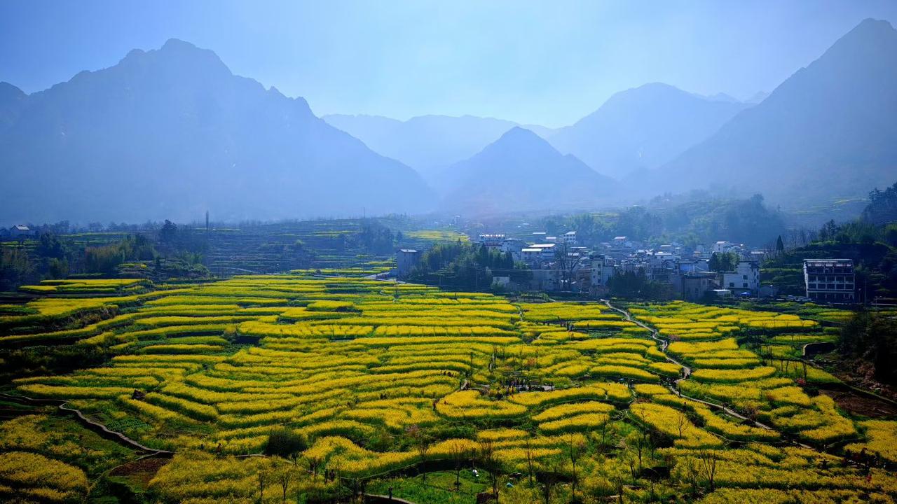 晒图笔记大赛层层叠叠的金黄铺向远山，春风漫过梯田，把整个春天的温柔都揉进了这片花