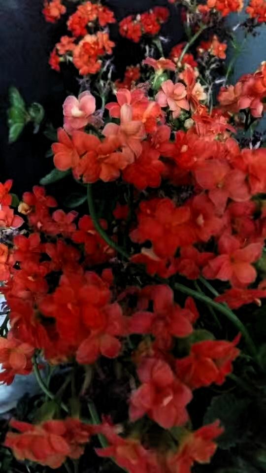 能晒下你家长寿花照片吗随手拍～