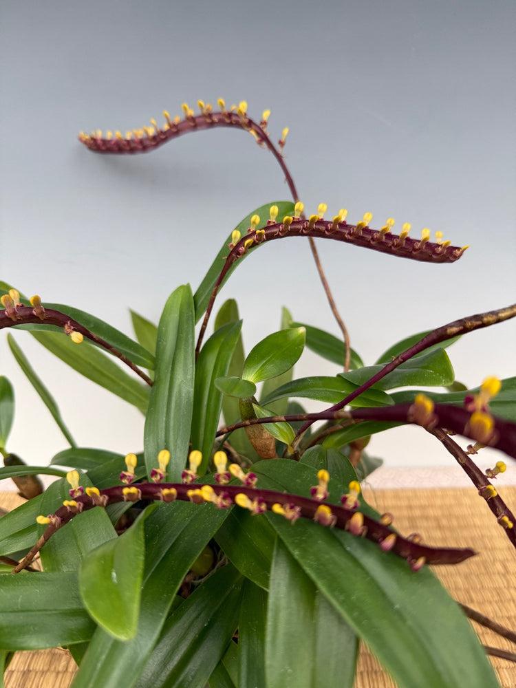 小眼镜蛇石豆兰
Bulbophyllum falcatum
非洲经典豆兰，西非‑