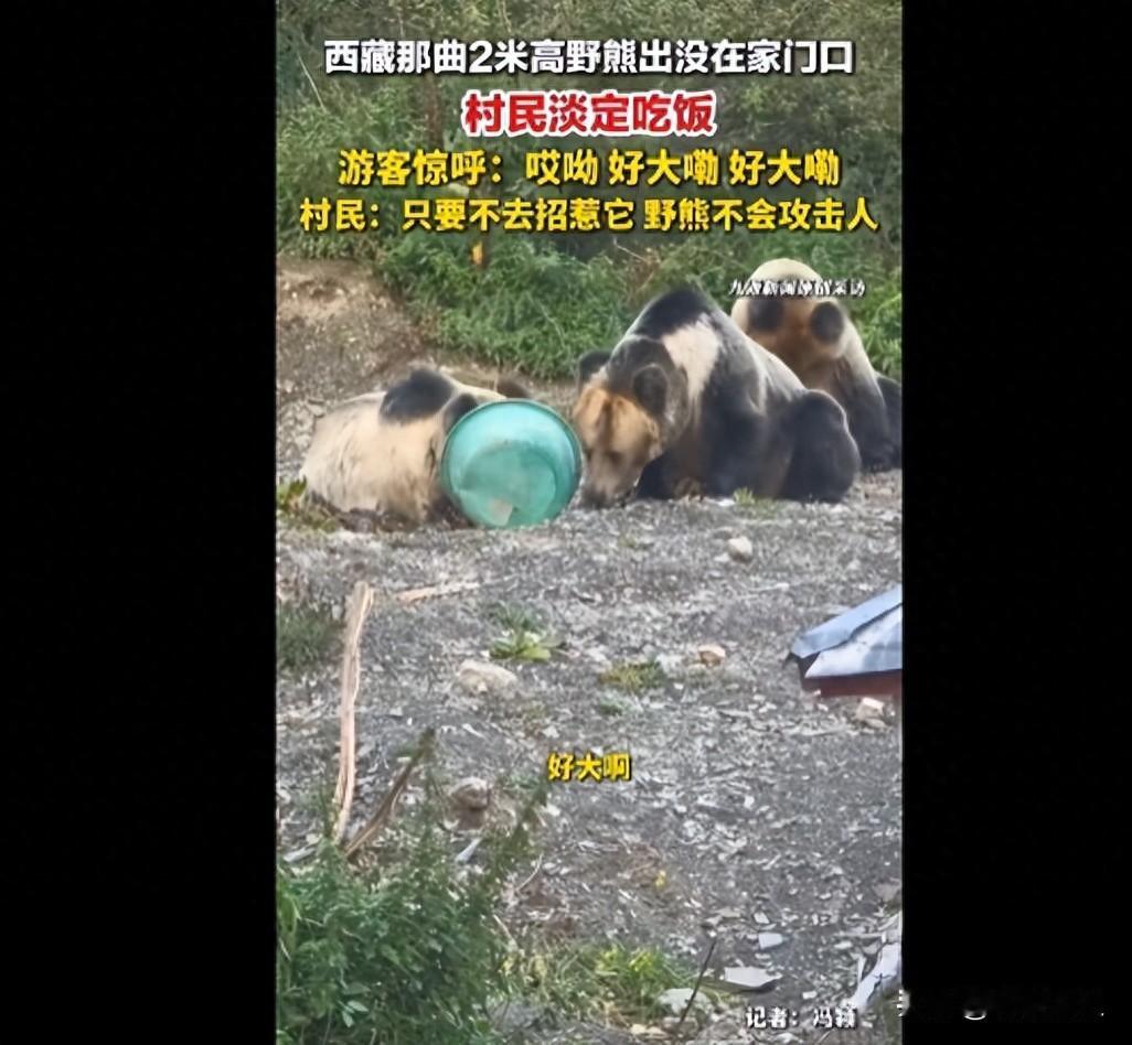 惊险一幕！9月15日报道，西藏那曲一户村民家门口突发惊险场景，一头成年藏马熊一村
